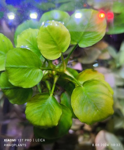 1x Anubias Barteri "Golden Coin" - AQUARIUM PLANT AQUATIC LIVE FISH TANK - Picture 2 of 7