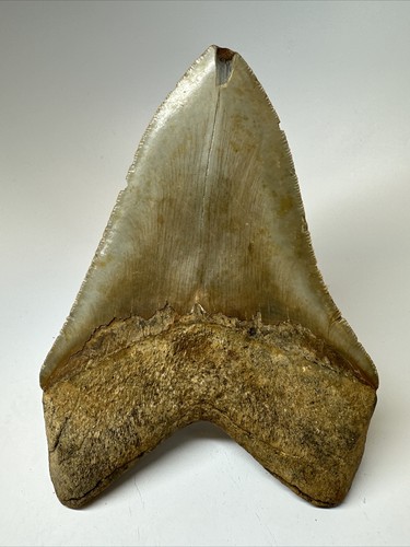 Megalodon Shark Tooth 5.47 inch Huge - Authentic Fossil - Colorful - Real 17175 - Picture 4 of 8