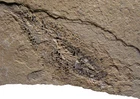 Jurassic Fish Fossil Hulettia americana Toldito Formation Nebraska uncommon #1