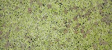Duckweed/Azolla Combo - MINIMUM ORDER of 3 ounces
