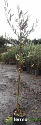 Pianta di olive olivo Albero ulivo ulivi Grossa di Spagna - Imballaggio
