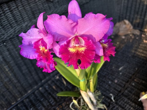 Cattleya Orchid HC753 Pot. Hsinying Pink Doll Hsinying In Buds 🌺Gorgeous - Picture 1 of 7