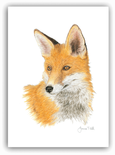'RED FOX' WILDLIFE GREETINGS CARD - Print From Original Drawing By Joanne T Kell - Picture 1 of 3