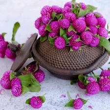 30 Purple Gomphrena Globe Amaranth Flower Seeds