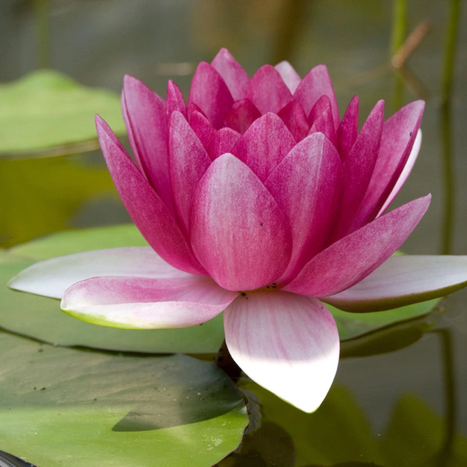 Chalily Water Lily