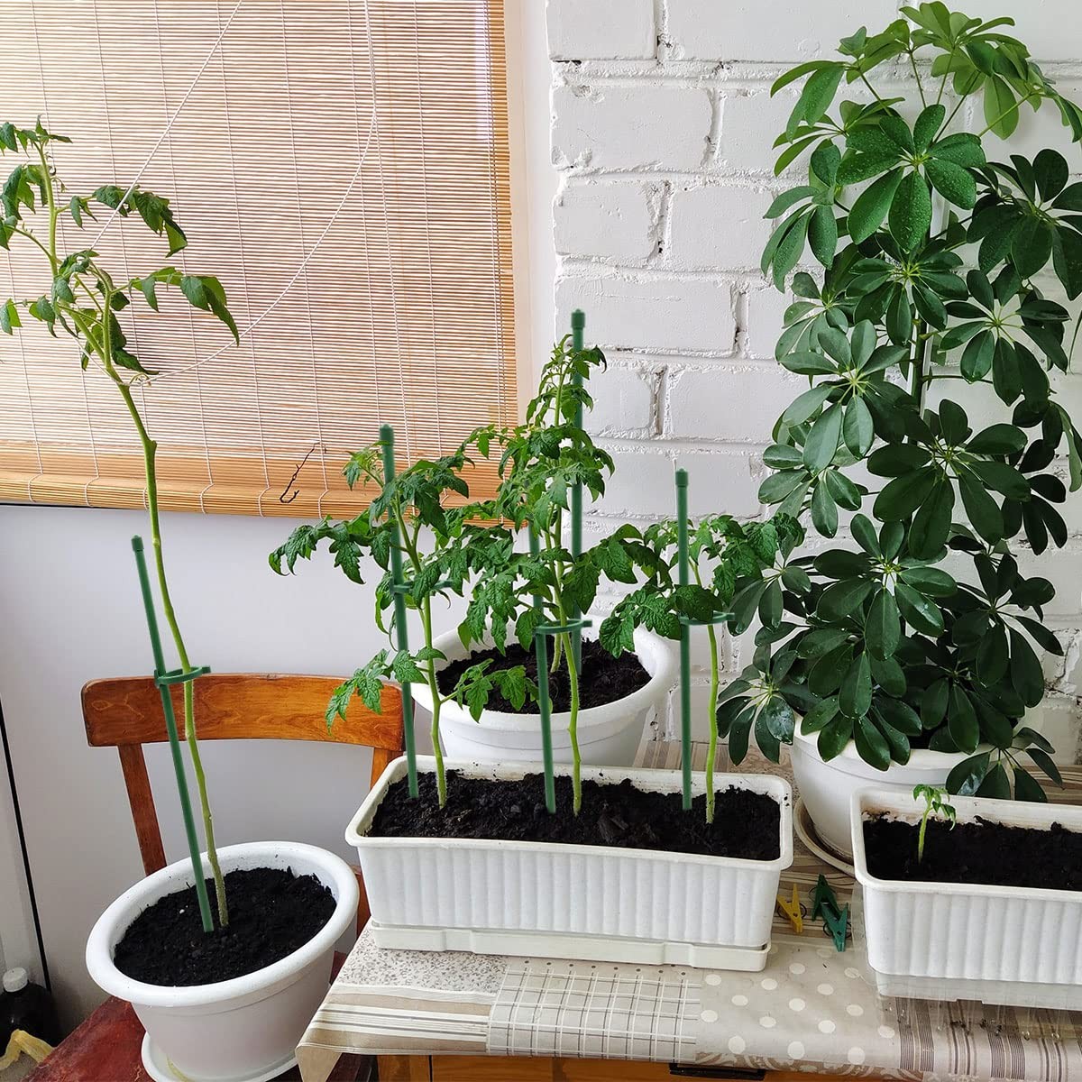 Picture 5 of 6