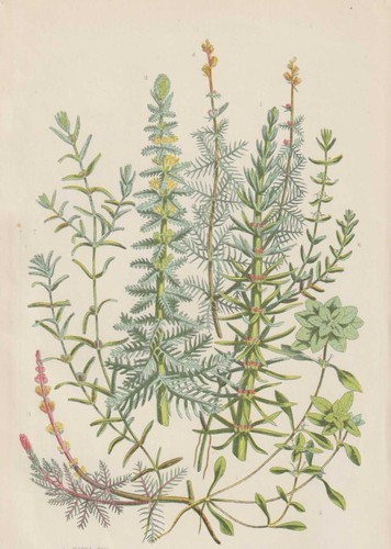 Sumpf-Wasserstern Tausendblatt Tannenwedel CHROMOLITHOGRAFIE von 1905 Botanik - Bild 2 von 3