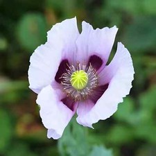 1,500 Blue Moon Poppy Seeds   P. Somniferum - Off White Blooms With Purple Eyes