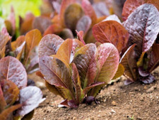 1000 RED ROMAINE ROMAINE LETTUCE SEEDS 2026 SALE FREE SHIPPING NON GMO HEIRLOOM
