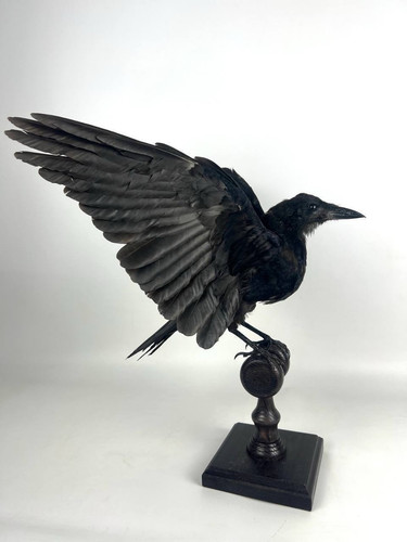 Torre (Corvus frugilegus) Taxidermia Montaje Relleno Tatuaje Gótico Madera a la deriva #2