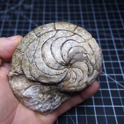 Aturia sp. Nautilus Ammonit Fossil Fossilien Lot Weichtiere - Bild 12 von 21