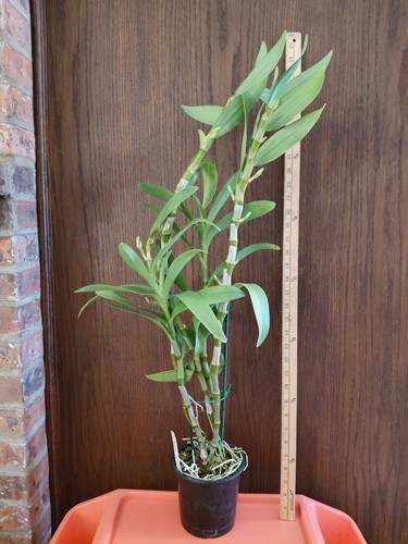Dendrobium To My Kids 'Fantastic Story' - Fragrant - Specimen - Picture 3 of 4