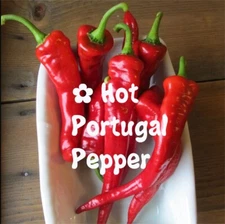 RARE✿ Heirloom Hot Portugal Chili Pepper 15 Seeds ●Early