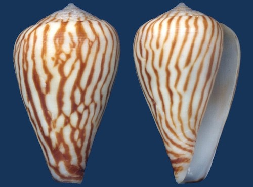 Shell Conus zebroides Seashell