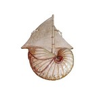 Vtg Art Pottery Nautilus Shell Sailboat Wall Art Plaque Hanger 16" Glazed boho