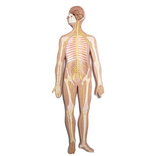 1/2 size Central nerve brain and spinal cord, peripheral nerve spinal nerve - Picture 6 of 7