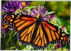 Greeting Card Monarch Butterfly Milkweed Flower Blossom Close Up View P1