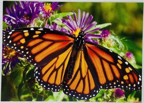 Greeting Card Monarch Butterfly Milkweed Flower Blossom Close Up View P1 - Picture 1 of 3
