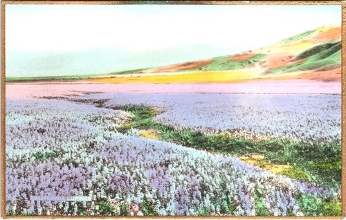 2~RPPC Hand Colored Postcards PRIMROSES & LUPINES Fred K W Martin GILDED EDGES - Picture 3 of 5