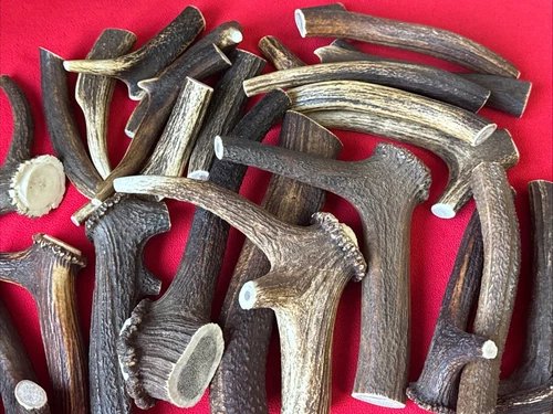 One Piece of Natural Deer Antlers ,  100% Natural  'BUY THREE GET ONE FREE!!!