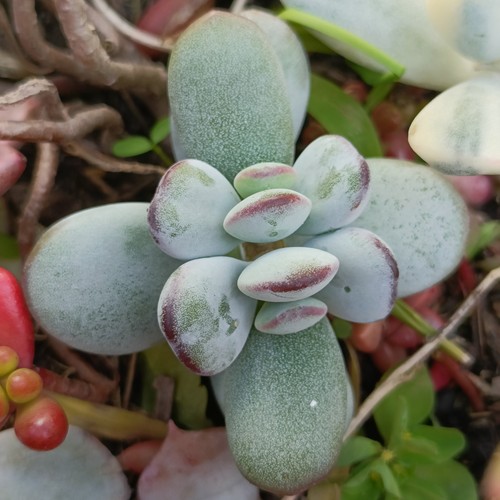 Cotyledon 'Oophylla 5cm 🏵️ Succulent - Picture 2 of 3