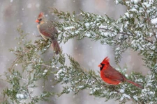 Perched in the Cold Daybreak Imagery Fine Art Print Bird Wildlife Nature 13x19