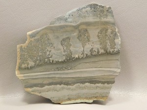 Cotham-Marble-Stromatolite-Polished-Stone-Slab-4-1-inch-Fossil-England-6