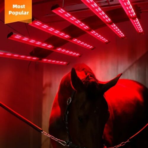 Pferd Solarium Redfy Scheune Verwendung Infrarot LED Pferd Solarium Gerät - Bild 4 von 12