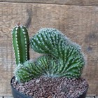 D7170 MARGINATOCEREUS MARGINATUS CRESTED pot14-H11-W14 cm MaMa Cactus