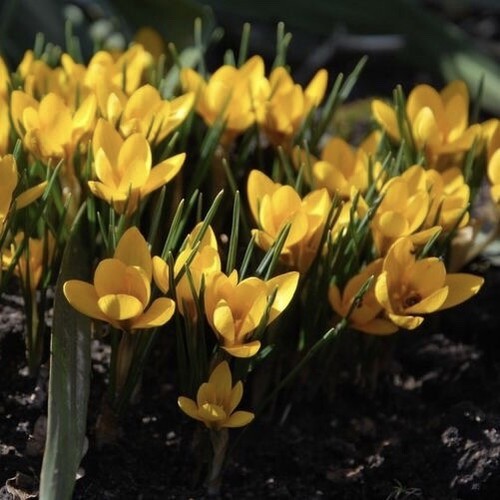 50 Crocus  'Mixed Specie crocus Spring Flowering bulbs garden Plants - Picture 10 of 13