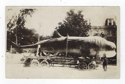 #ad Early 1900#x27;s RPPC 30000LBS. Whale Shark Being Hauled On A Trailer Unposted $22.99