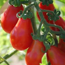Red Pear Tomato, NON-GMO, Heirloom, Teardrop Tomato, FREE SHIPPING