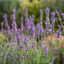 Lavender Seeds, English Munstead, Non-GMO, Fragrant, Fast Growing, Free Shipping