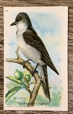 Flycatcher (Kingbird) Useful Birds of America Fifth Series Card Arm & Hammer #14