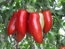 35 Graines - Tomate Andine Cornue - Ancienne - Semences Paysannes - BIO