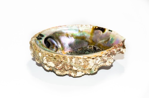 Rosa Abalone Muschel eine Seite poliert Strand Handwerk 4" - 5" (16 Stck.) #JC-011 - Bild 6 von 10
