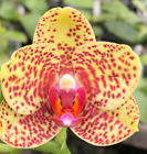 Original Phal Phalaenopsis (Chingher Buddha x Sogo Dio) x Haujih Princess