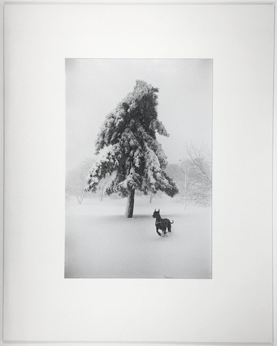 Garry WINOGRAND: Dog in Snow, New York City, 1968 / Ptd 1978 / GWHK-15 / SIGNED - Picture 2 of 4