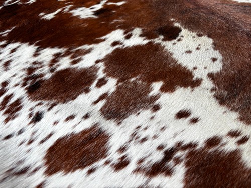 Cowhide Rug Exotic Tricolor High Quality Hair on Hide Size: X-Jumbo(XXL)BR188 - Picture 4 of 18