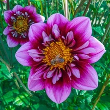1 - LIQUID DESIRE Collarette Dahlia Flower Bulb Tuber Cluster " BREATHTAKING *
