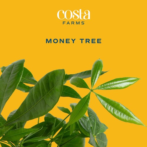 Money Tree, Small Easy to Grow Live Indoor Plant, Live Houseplant in Indoor P... - Picture 2 of 9
