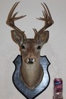 New ListingVintage Whitetail Deer Head Shoulder Mount Taxidermy Cape Shed Antler Mule
