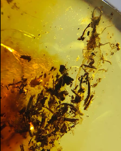 Burmite Fossil Cretaceous amber unknown insect Burmese Fossil amber Myanmar - Bild 5 von 8
