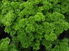 Triple Moss Curled Parsley Seeds, NON-GMO, Variety Sizes, Garnish, FREE SHIPPING