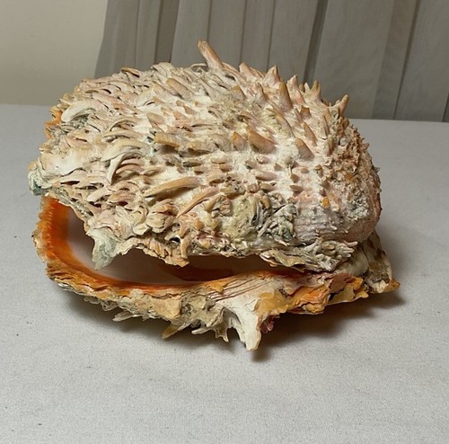 Real Spondylus Spiny Oyster Sea Shell 6”x 5.75” - Picture 6 of 8