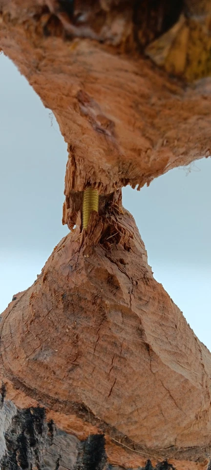 Деревенский бобр жевательный реальный деревянный бревно настольная лампа свет уникальный ручной работы - Изображение 2 из 4