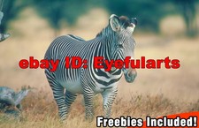 African Specialty Animals Corel Royalty-Free Stock Photo CD-ROM Disk