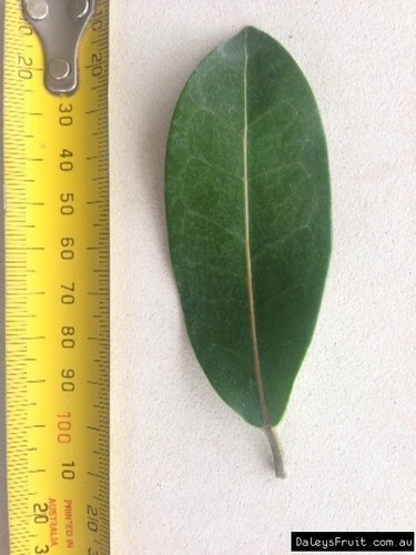 Madagascar Jasmine (Stephanotis floribunda) Tree Plant - Picture 5 of 5
