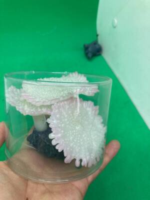 Glowing 4 or 6 inch Sea Anemone Realistic Decoration for Fish Tank Choose Color!