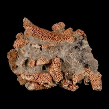 2.5" Thamnopora SP Coral Fossil Coral Reef Devonian Age Verde Valley, Arizona